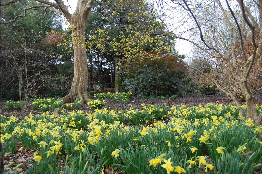 JC Raulston Arboretum