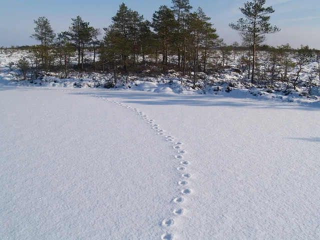 Jaanson's Track