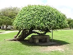 Jaffna Fort