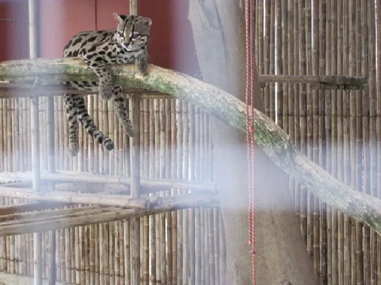 Jaguar Rescue Center