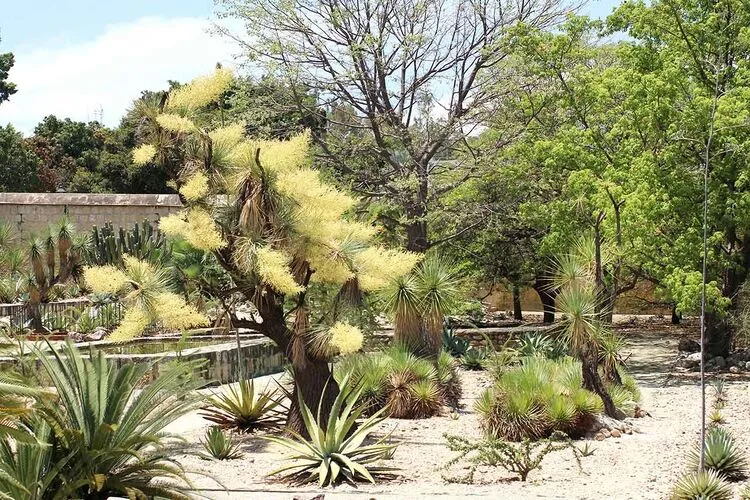 Jardín Etnobotánico de Oaxtepec