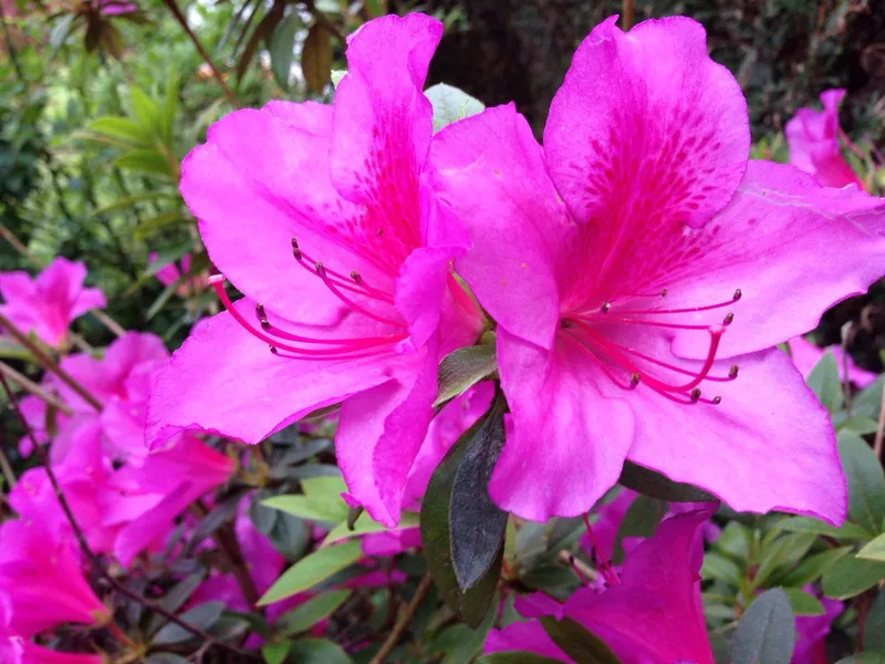 Jardín de la Unión