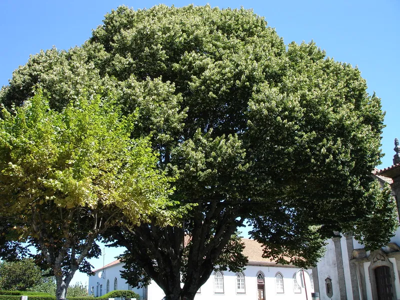 Jardim Municipal de Trancoso