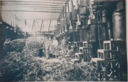 Jardins du Musée International de la Parfumerie (MIP Gardens)