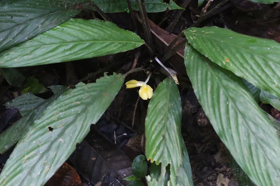Jatun Sacha Biological Station