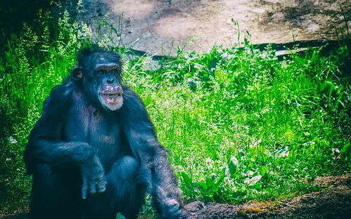John Ball Zoo