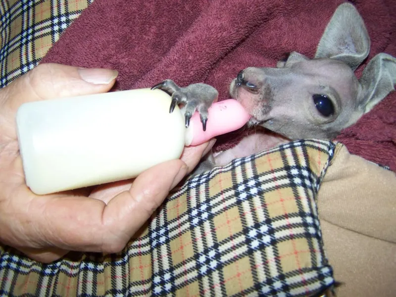 Josephine's Gallery & Kangaroo Orphanage