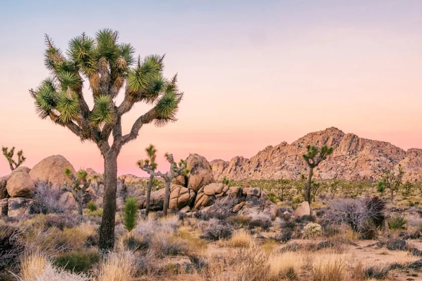 Joshua Tree National Park (nearby)