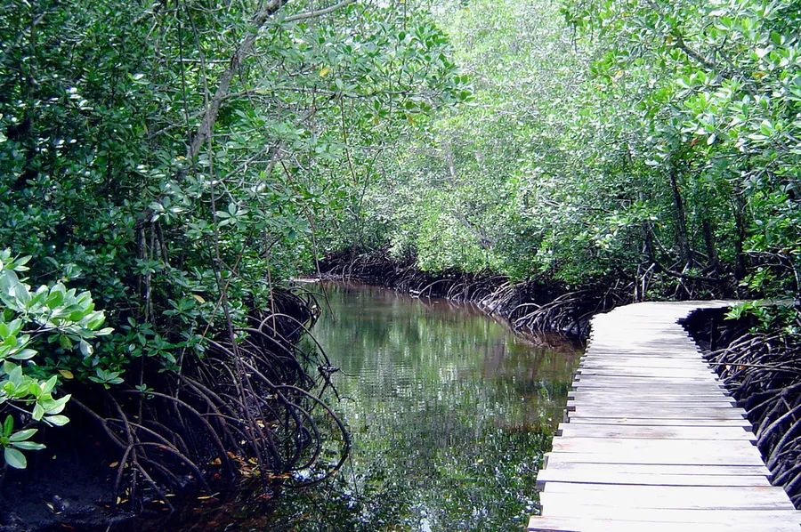 Jozani Forest (nearby)