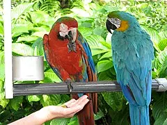 Jungle Island