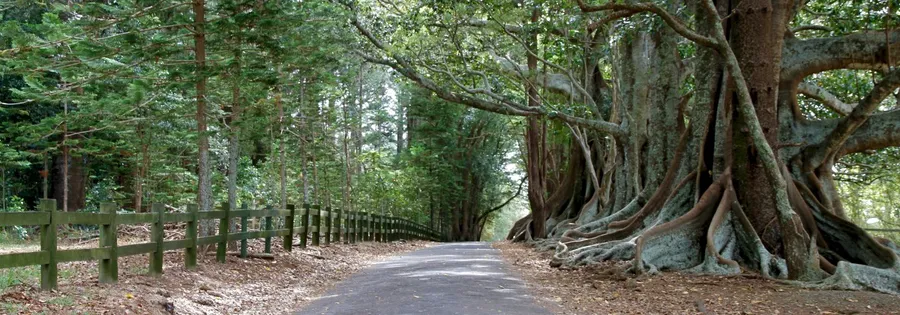 Jungle Trail