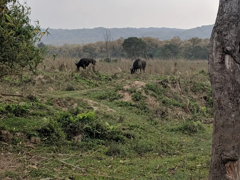 Jungle Walk