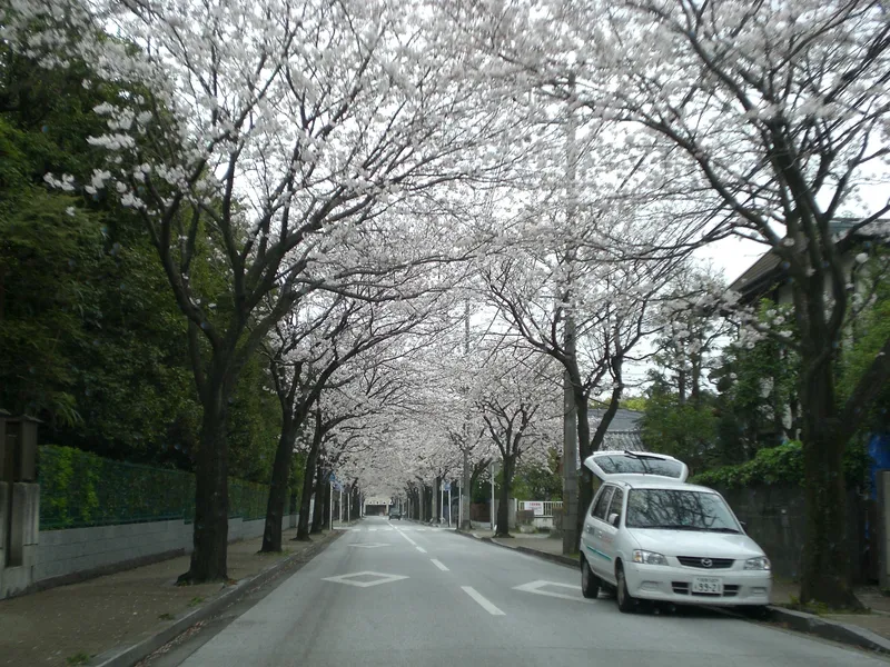 Kamaboko Street