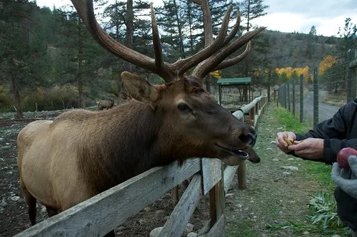 Kamloops Wildlife Park