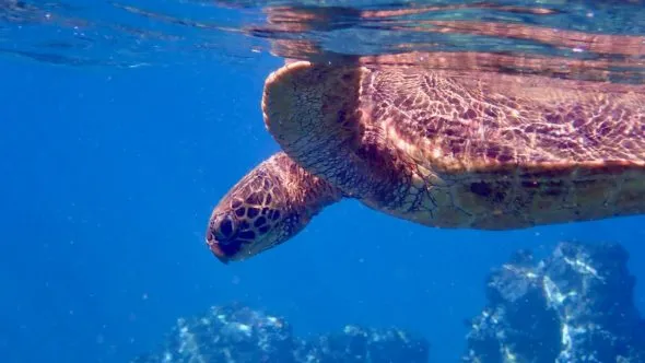 Karen Beasley Sea Turtle Rescue and Rehabilitation Center