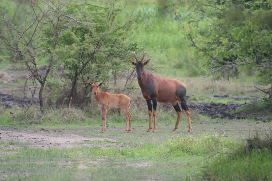 Karenge Bush Camp