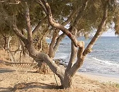 Kastraki Beach
