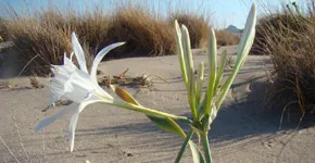 Katsounaki Beach