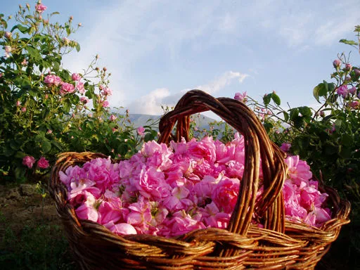 Kazanlak Rose Valley