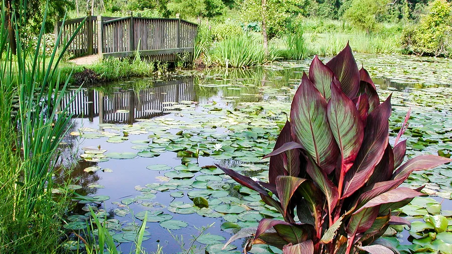Kenilworth Aquatic Gardens