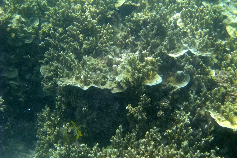 Kenutu Island Reefs