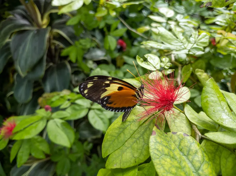 Key West Butterfly and Nature Conservatory
