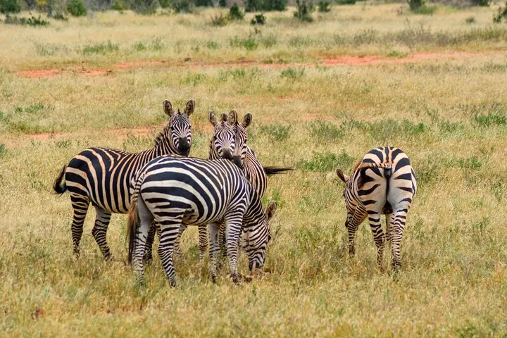 Kilimanjaro Safaris