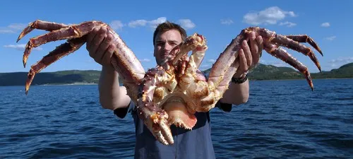 King Crab Safari