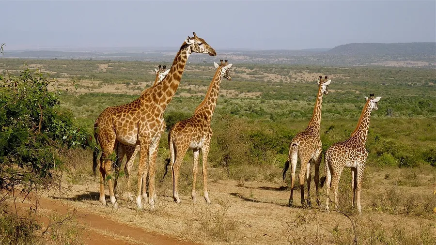 Kisite-Mpunguti Marine National Park