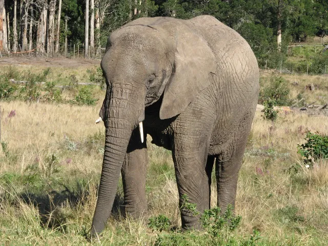 Knysna Elephant Park