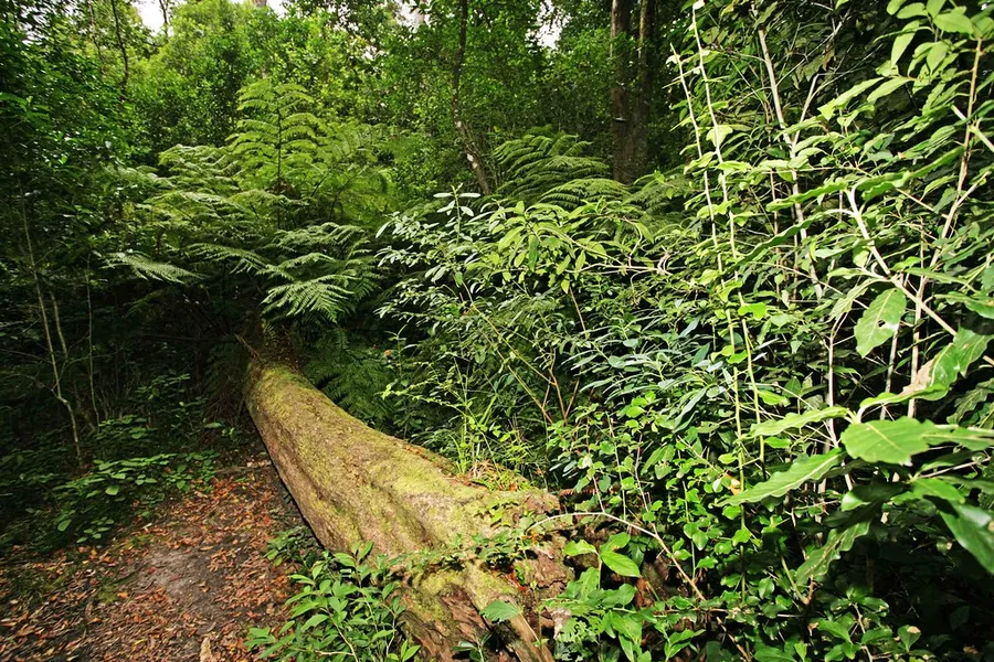 Knysna Forest
