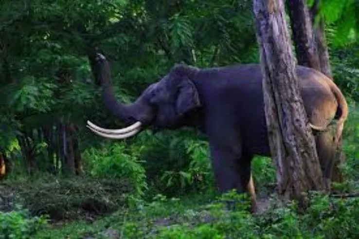 Kodikkarai Wildlife Sanctuary