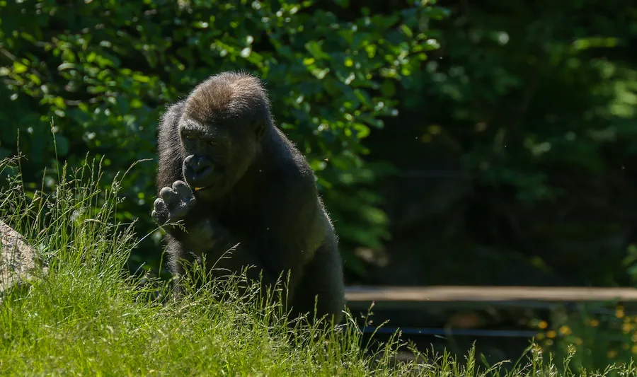 Kolmården Wildlife Park