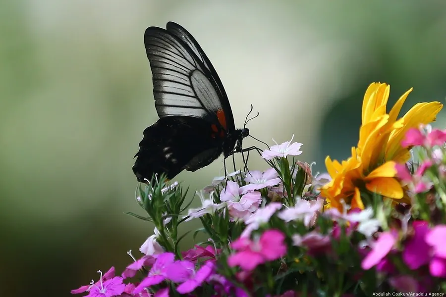 Konya Tropical Butterfly Garden
