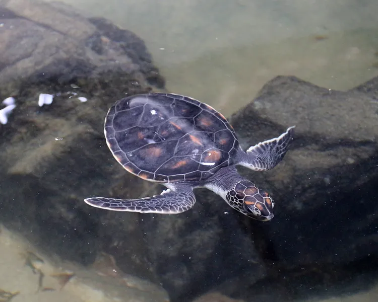 Kosgoda Sea Turtle Conservation Project