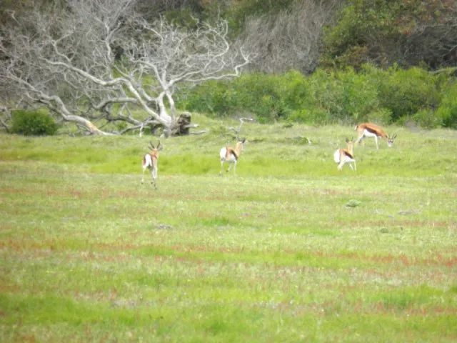 Kragga Kamma Game Park
