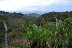 Kuk Early Agricultural Site