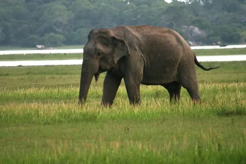 Kumana National Park