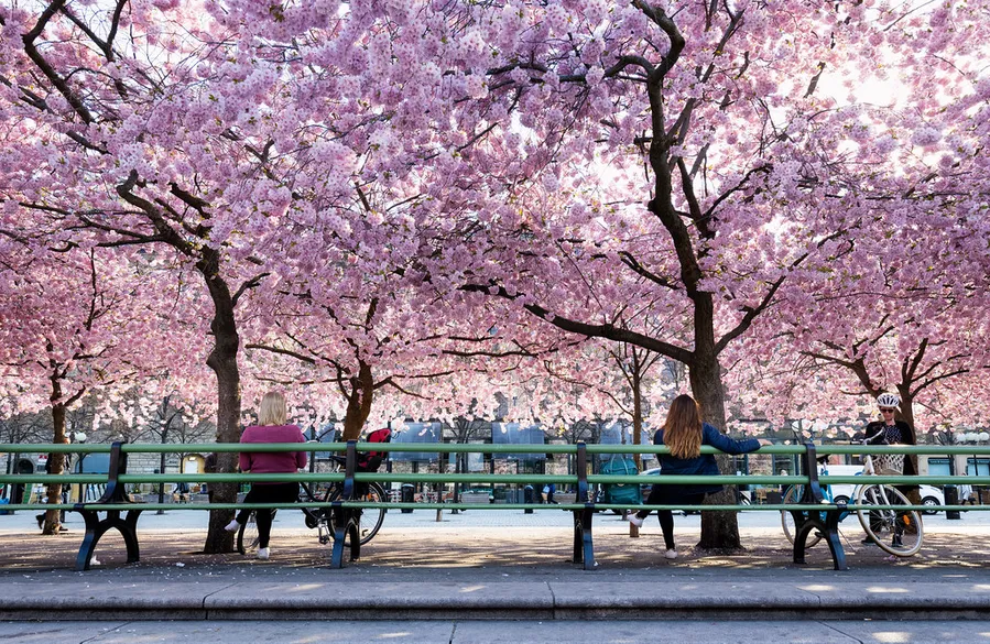 Kungsträdgården Park