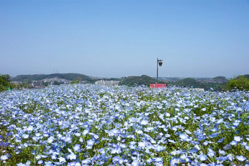 Kurihama Flower Park