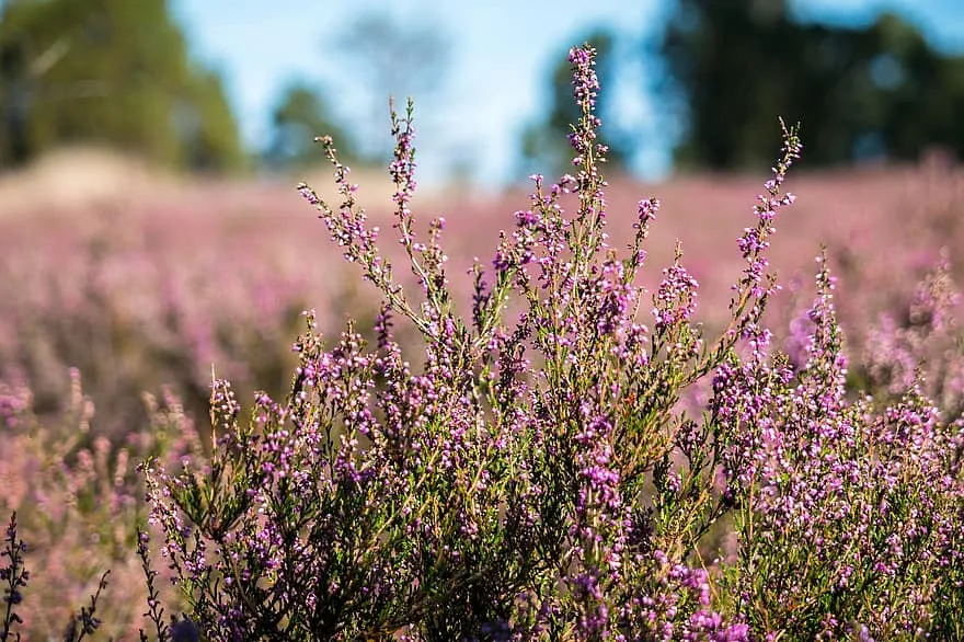 Lüneburg Heath