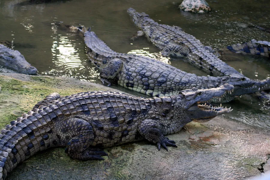 La Ferme aux Crocodiles