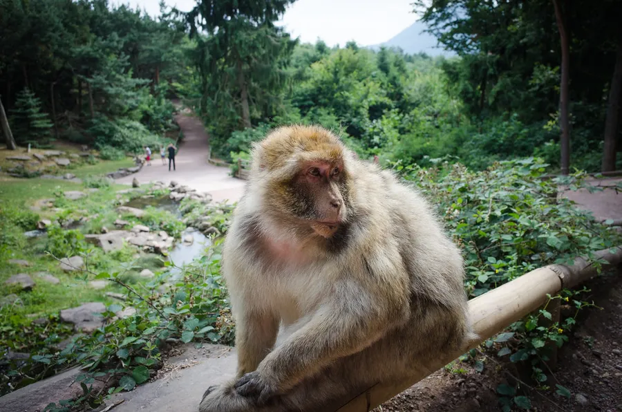 La Forêt des Singes