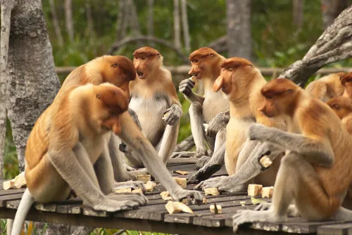 Labuk Bay Proboscis Monkey Sanctuary