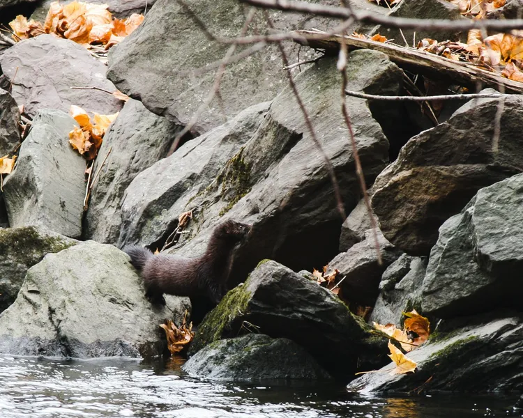 Lackawanna River Heritage Trail