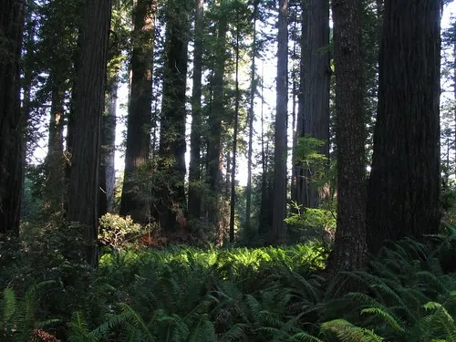 Lady Bird Johnson Grove