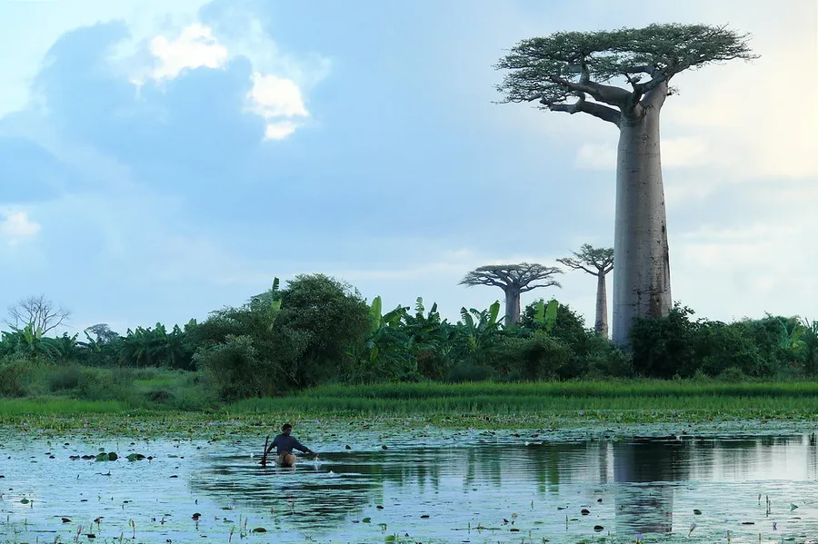 Lagoon of Morondava