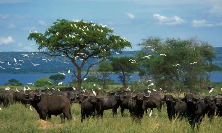 Lake Albert Delta