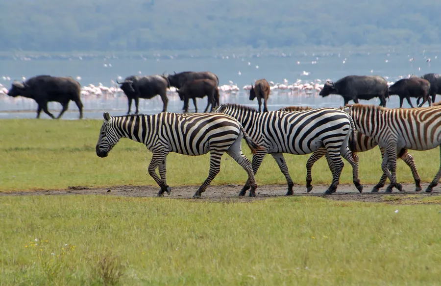 Lake Nakuru National Park