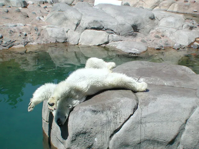 Lake Superior Zoo